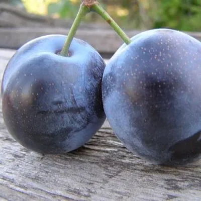 Слива БЛЮФРИ  Слива БЛЮФРИ в Кирове