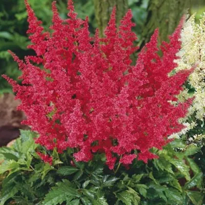 Астильба МОНТГОМЕРИ японская — описание сорта Астильба МОНТГОМЕРИ японская в Кирове