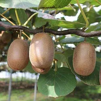 Актинидия ЗАКАРПАТЬЕ деликатесная в Кирове