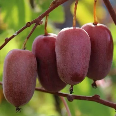 Актинидия ПУРПУРНО САДОВАЯ  аргута в Кирове