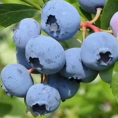 Голубика ДАРРОУ в Кирове