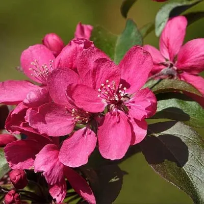 Яблоня НЕДЗВЕЦКОГО  Яблоня НЕДЗВЕЦКОГО в Кирове
