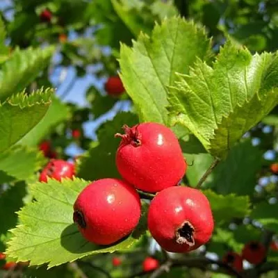 Боярышник МЯГКОВАТЫЙ  Боярышник МЯГКОВАТЫЙ в Кирове