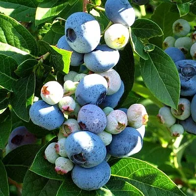 Голубика ВЕЙМУТ в Кирове