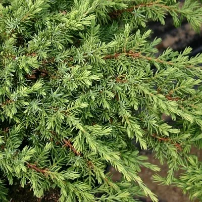 Можжевельник в Кирове