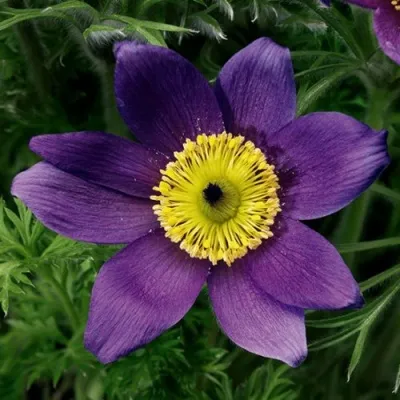 Прострел ПИНВИЛ БЛЮ ШЕЙДЕС в Кирове