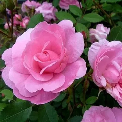 Саженцы роз ДЖОН ДЭВИС плетистая  Саженцы роз ДЖОН ДЭВИС плетистая в Кирове