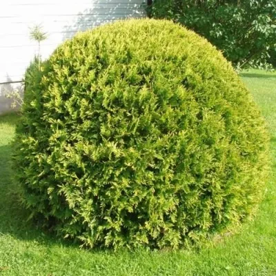 Туя ДАНИКА АУРЕА западная — описание сорта Туя ДАНИКА АУРЕА западная в Кирове