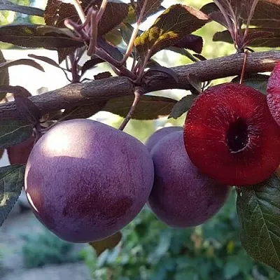 Слива ПАННА   Слива ПАННА  в Кирове