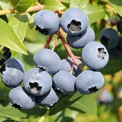 Голубика КРОЭТЭН в Кирове