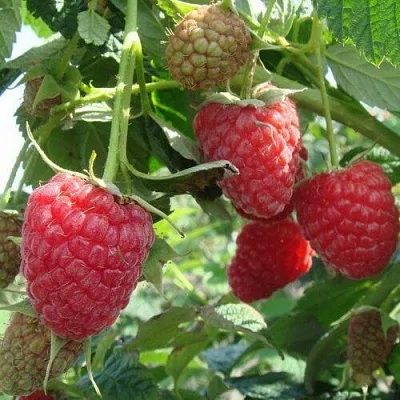 Малина КОЛОКОЛЬЧИК  Малина КОЛОКОЛЬЧИК в Кирове