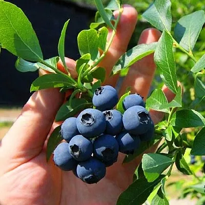 Голубика НОРТ КАНТРИ в Кирове
