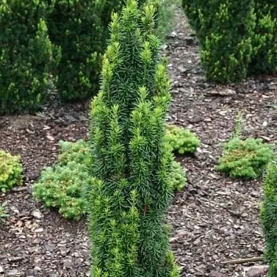 Тис ВОЙТЕК средний  в Кирове