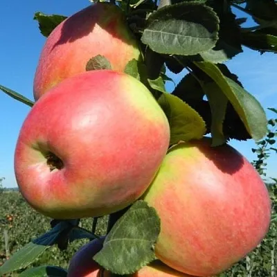 Яблоня БРЯНСКОЕ РОЗОВОЕ  Яблоня БРЯНСКОЕ РОЗОВОЕ в Кирове