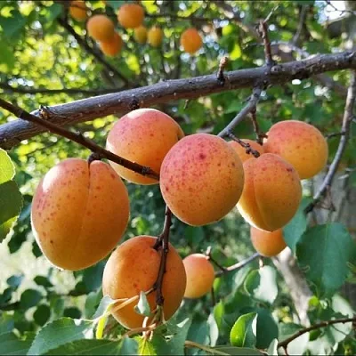 Абрикос ЖЕРДЕЛА  Абрикос ЖЕРДЕЛА в Кирове