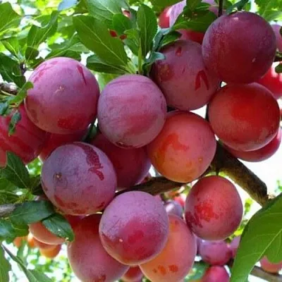 Слива НЕКТАРИННАЯ АРОМАТНАЯ  Слива НЕКТАРИННАЯ АРОМАТНАЯ в Кирове