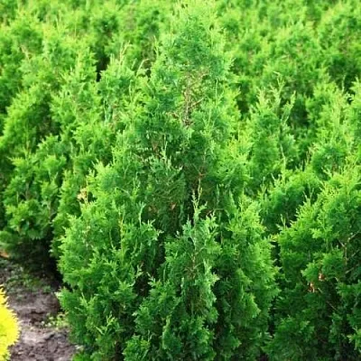 Туя СПИРАЛИС западная в Кирове