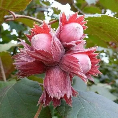 Фундук СКАРЛЕТТ  Фундук СКАРЛЕТТ в Кирове