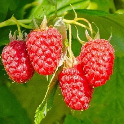 Малина ИЗОБИЛЬНАЯ  Малина ИЗОБИЛЬНАЯ в Кирове