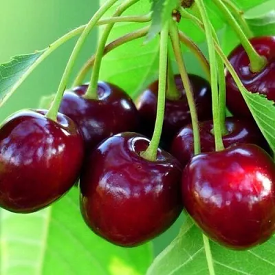 Вишня ВЯНОК  Вишня ВЯНОК в Кирове