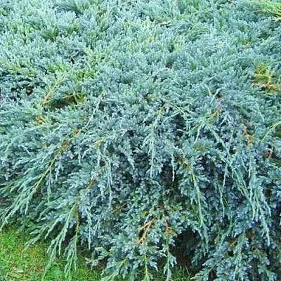 Можжевельник БЛЮ КАРПЕТ чешуйчатый в Кирове