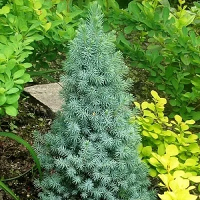 Ель КОНИКА сизая в Кирове