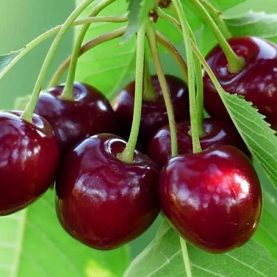 Дюк ЖИВИЦА (ЧЕРЕВИШНЯ)  Дюк ЖИВИЦА (ЧЕРЕВИШНЯ) в Кирове