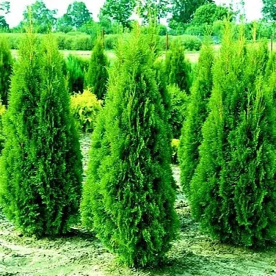 Туя ВИДМАНТ западная в Кирове