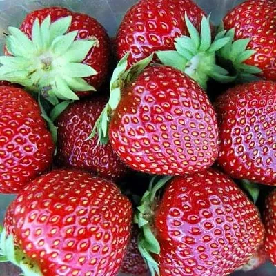 Клубника МАЛЬВИНА в Кирове