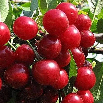 Вишня ГЛУБОКСКАЯ  Вишня ГЛУБОКСКАЯ в Кирове