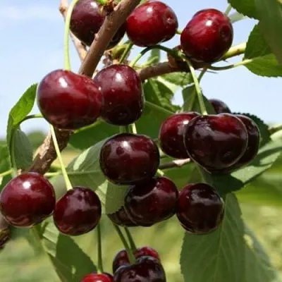 Вишня ГРИОТ БЕЛОРУССКИЙ  Вишня ГРИОТ БЕЛОРУССКИЙ в Кирове