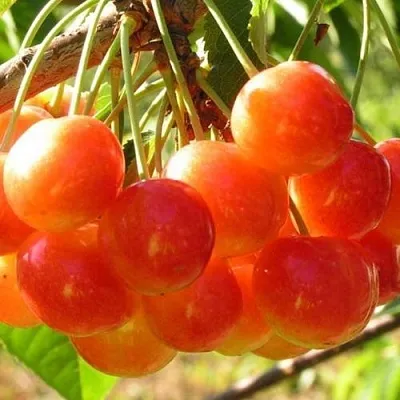 Черешня СОПЕРНИЦА  Черешня СОПЕРНИЦА в Кирове