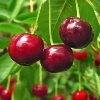 Вишня УЙФЕХЕРТОЙ ФЮРТОШ  Вишня УЙФЕХЕРТОЙ ФЮРТОШ в Кирове