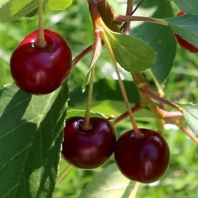 Дюк НАДЕЖДА  Дюк НАДЕЖДА в Кирове