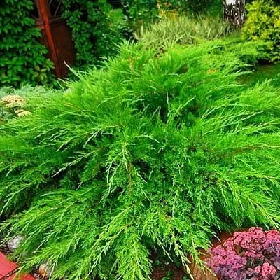 Можжевельник средний Mint Julep (МИНТ ДЖУЛЕП) в Кирове