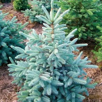 Ель КЕЙБАБ колючая в Кирове