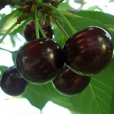 Дюк КСЕНИЯ (ЧЕРЕВИШНЯ)  Дюк КСЕНИЯ (ЧЕРЕВИШНЯ) в Кирове