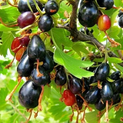 Смородина золотистая БОКАЛИНСКАЯ  Смородина золотистая БОКАЛИНСКАЯ в Кирове