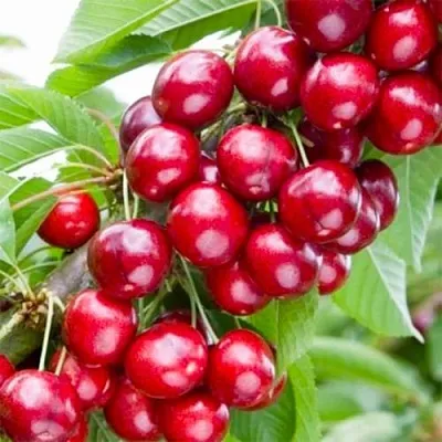 Вишня МАЛЮТКА колонновидная  Вишня МАЛЮТКА колонновидная в Кирове