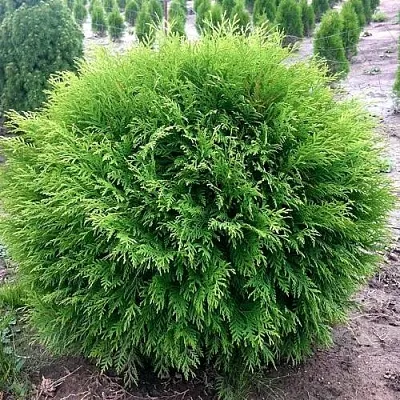 Туя ЛИТЛ ЧЕМПИОН западная в Кирове