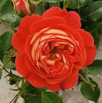 Саженцы роз СТАРЛЕТ РОУЗ КАРМЕН плетистая  Саженцы роз СТАРЛЕТ РОУЗ КАРМЕН плетистая в Кирове