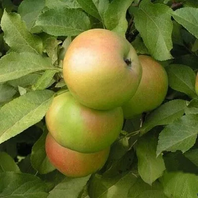 Яблоня ВЕРБНОЕ  Яблоня ВЕРБНОЕ в Кирове