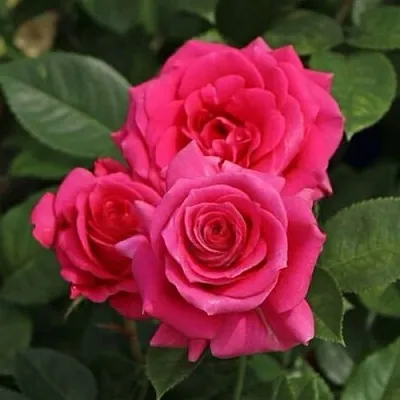 Саженцы роз ЛАВ ЛЕТТЕР флорибунда в Кирове