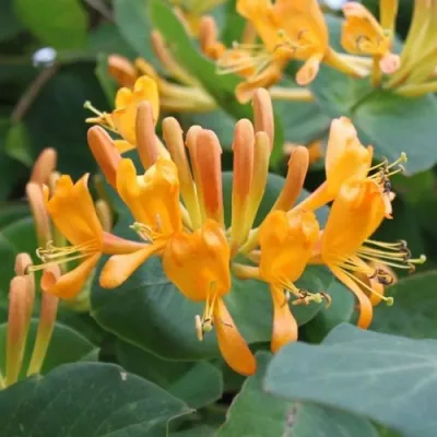 Жимолость ТЕЛЬМАНА в Кирове