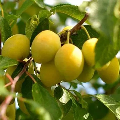 Слива ОЧАКОВСКАЯ ЖЕЛТАЯ  Слива ОЧАКОВСКАЯ ЖЕЛТАЯ в Кирове