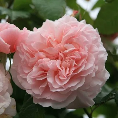 Саженцы роз РОЗ ДЕ ТОЛБИАК плетистая  Саженцы роз РОЗ ДЕ ТОЛБИАК плетистая в Кирове