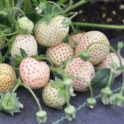 Клубника АНАНАСА ремонтантная в Кирове