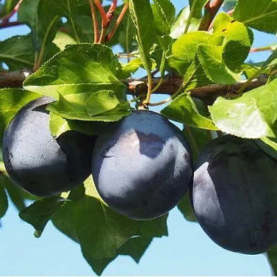 Слива ВОЛАТ  Слива ВОЛАТ в Кирове