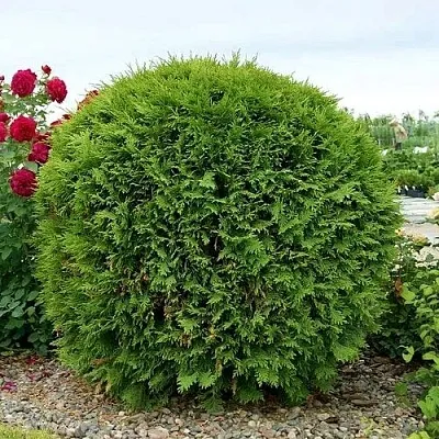 Туя ВУДВАРДИ западная в Кирове