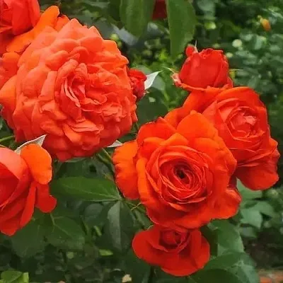 Саженцы роз МАЙНТАУЭР плетистая  Саженцы роз МАЙНТАУЭР плетистая в Кирове